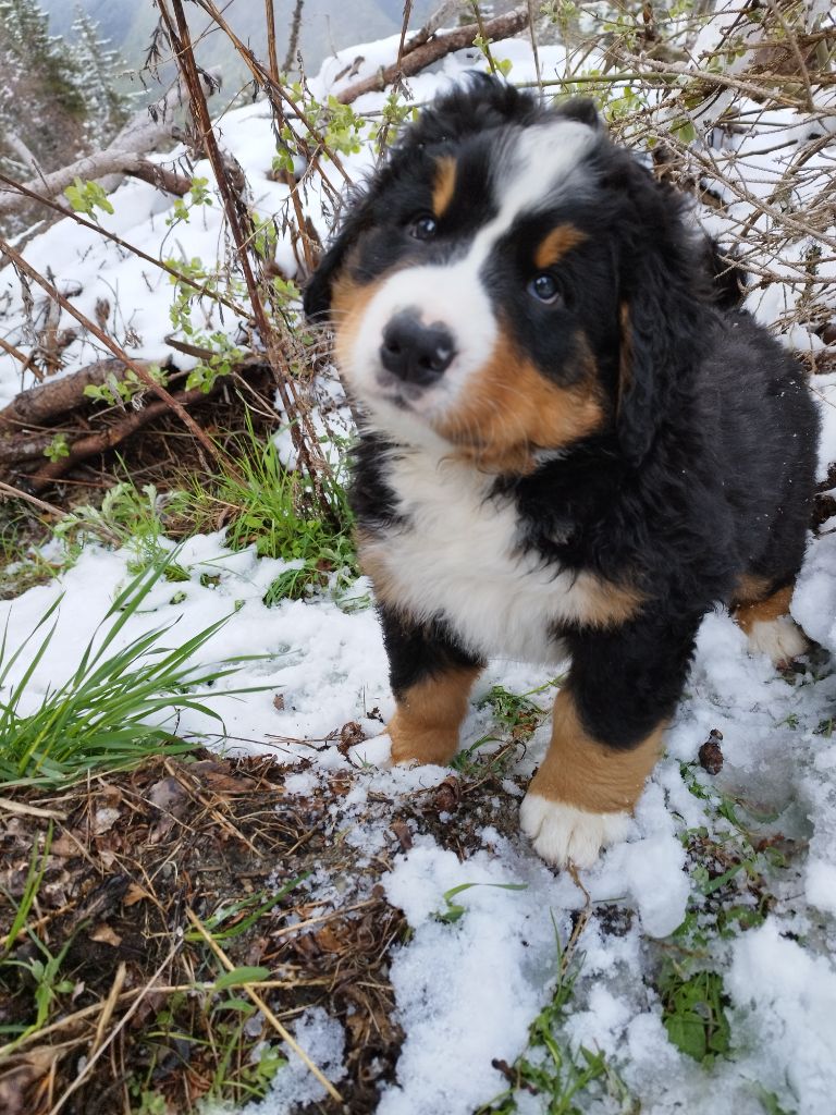 Des Farandoles Des Neiges - Chiots disponibles - Bouvier Bernois